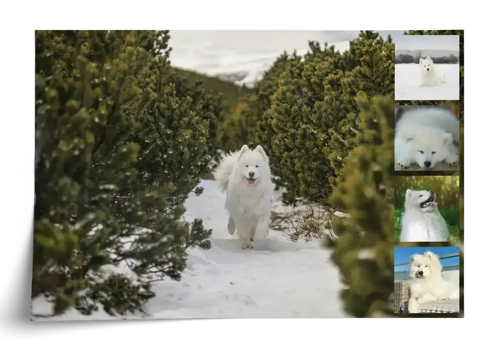 Hunde-Fotocollage als Poster mit großem Samojedenfoto im Schnee und vier kleinen Fotos am rechten Rand