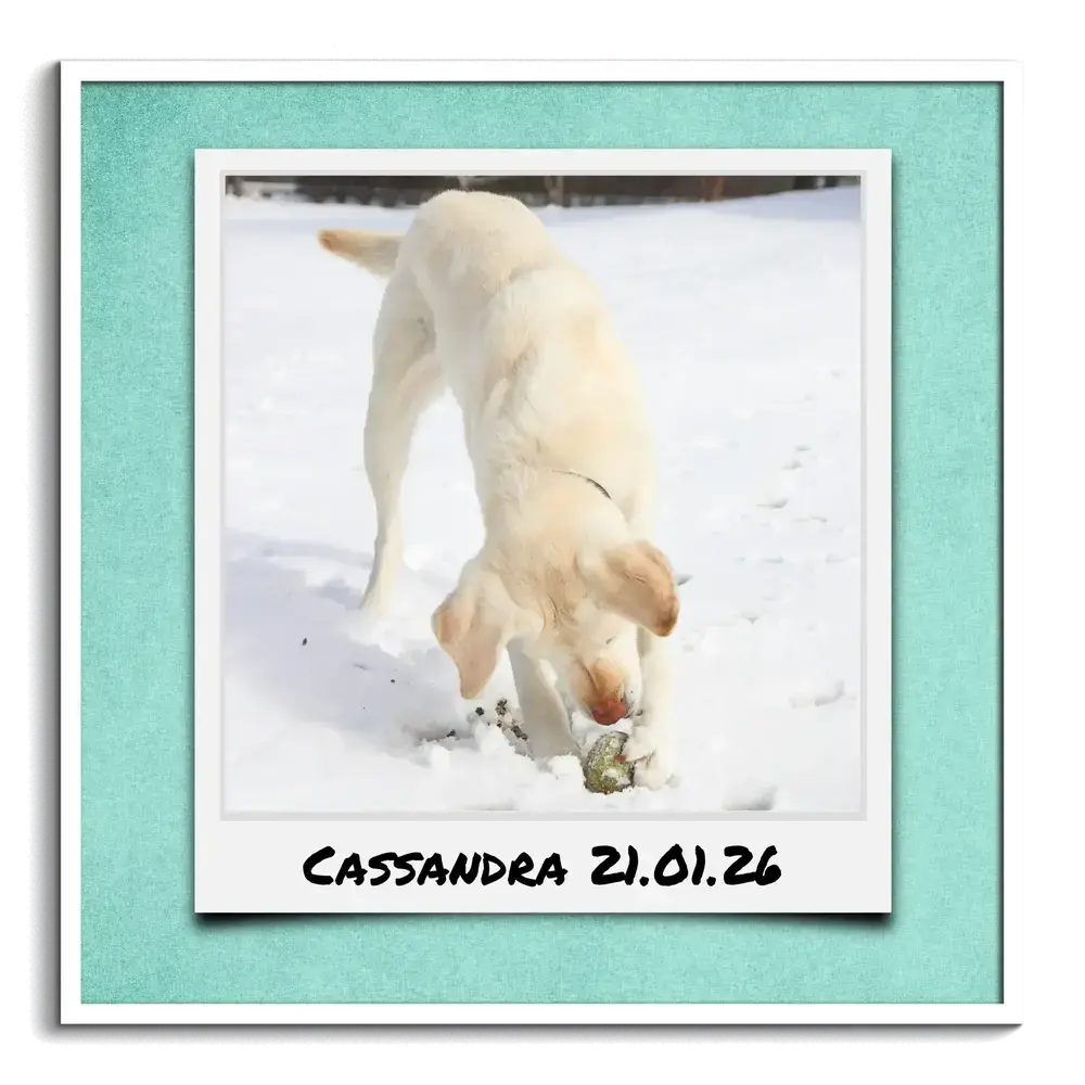 Hundefoto im Polaroid-Stil auf Türkis mit Namen und Datum im weißen Rahmen, Motiv mit Hund im Schnee