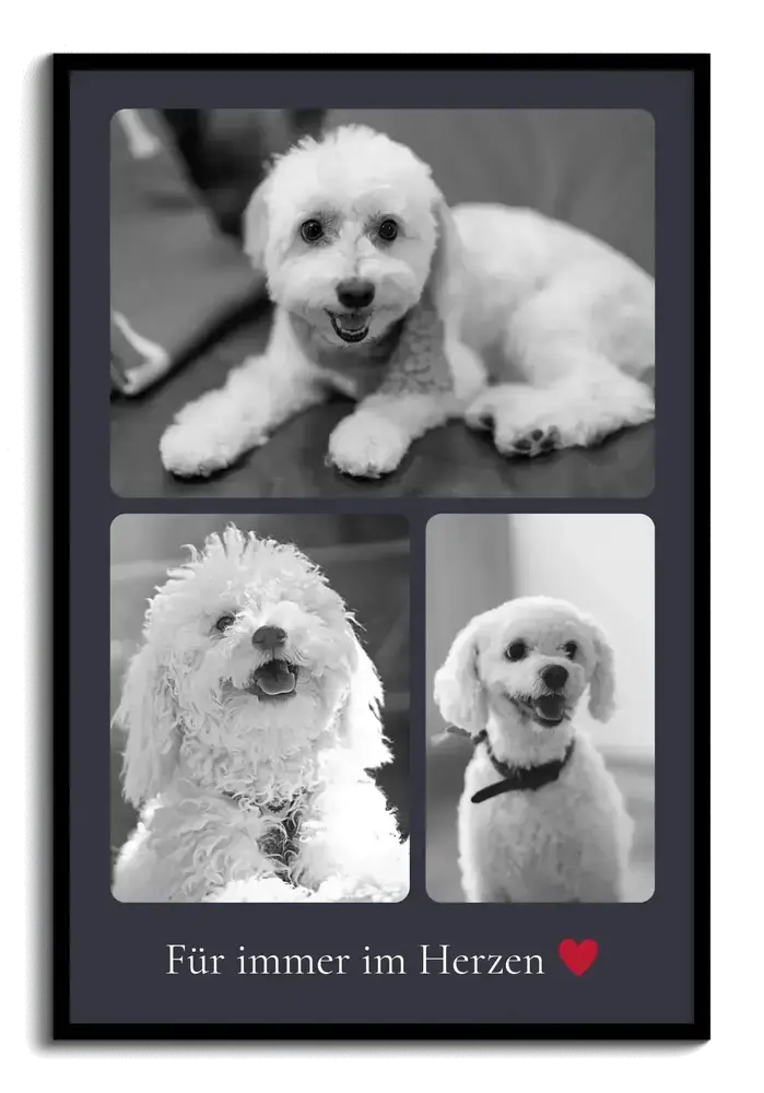 Trauer-Fotocollage für einen Hund mit drei Schwarzweißfotos, Gedenkspruch und rotem Herz im schwarzen Rahmen
