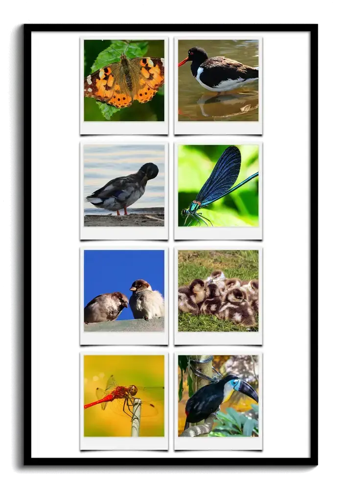 Polaroid-Fotocollage mit acht Naturmotiven, darunter Vögel, Schmetterling und Libellen, im schwarzen Rahmen