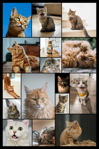 Katzen-Fotocollage jetzt gestalten - z.B. Herz auf 4 Pfoten, mit deinem Text