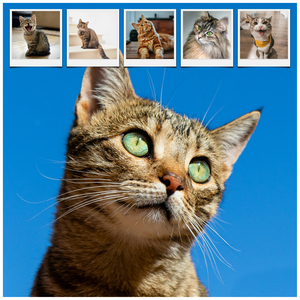 Katzen-Fotocollage jetzt gestalten - z.B. Herz auf 4 Pfoten, mit deinem Text