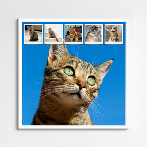 Katzen-Fotocollage jetzt gestalten - z.B. Herz auf 4 Pfoten, mit deinem Text