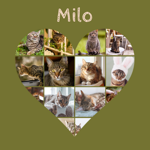 Herz-Collage mit Katzenfotos – jetzt mit deinem Namen oder Unser Liebling gestalten