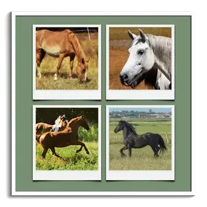 Polaroid-Collage: Tiere in der Natur und Wildnis