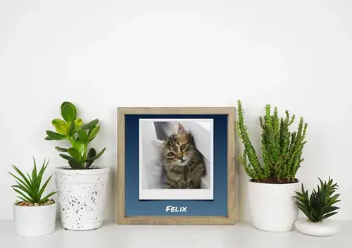 Polaroid-Collage mit Katzenfotos und Namen