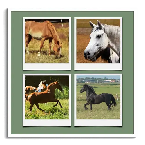 Polaroid-Collage: Tiere in der Natur und Wildnis