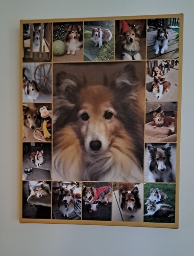 Fotocollage auf Leinwand zum Gedenken an einen Hund, mit großem Porträt und kleinen Fotos, an der Wand