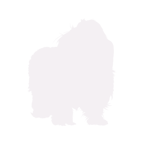 Hundesilhouette Bolonka Zwetna stehend
