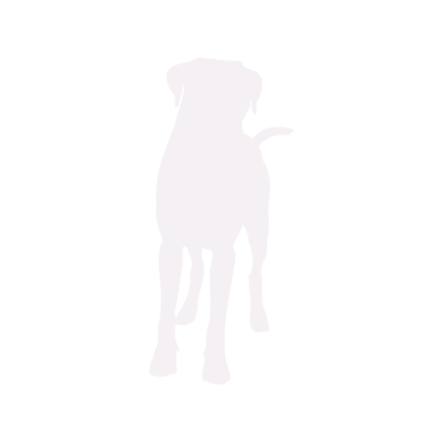 Hundesilhouette Boxer stehend