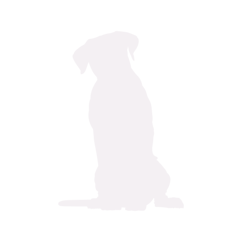 Hundesilhouette Cane Corso sitzend