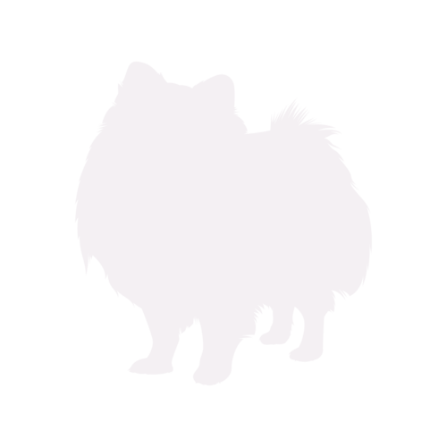 Hundesilhouette Zwergspitz stehend