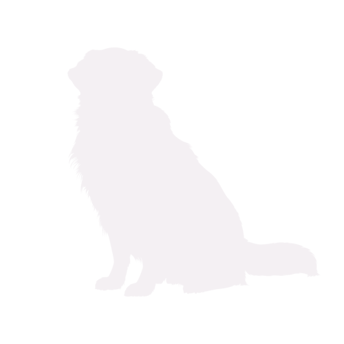 Hundesilhouette Golden Retriever sitzend