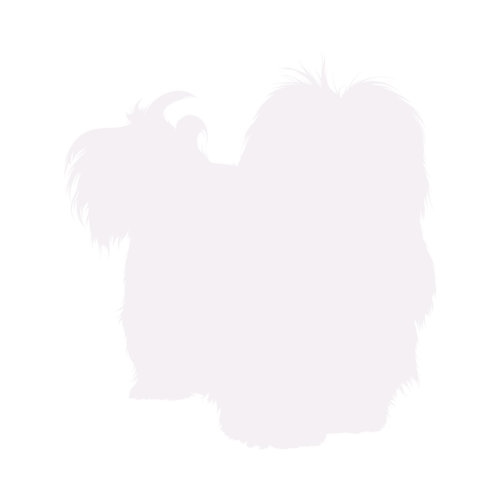 Hundesilhouette Havaneser stehend