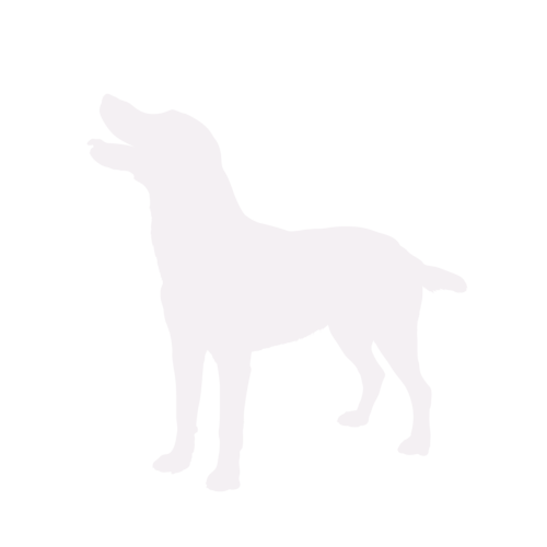 Hundesilhouette Labrador stehend