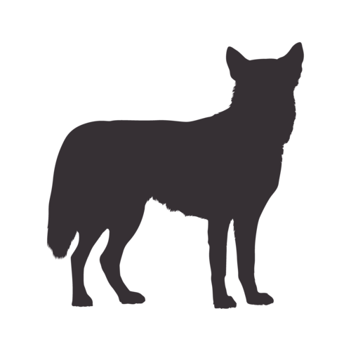 Hundesilhouette Siberian Husky stehend